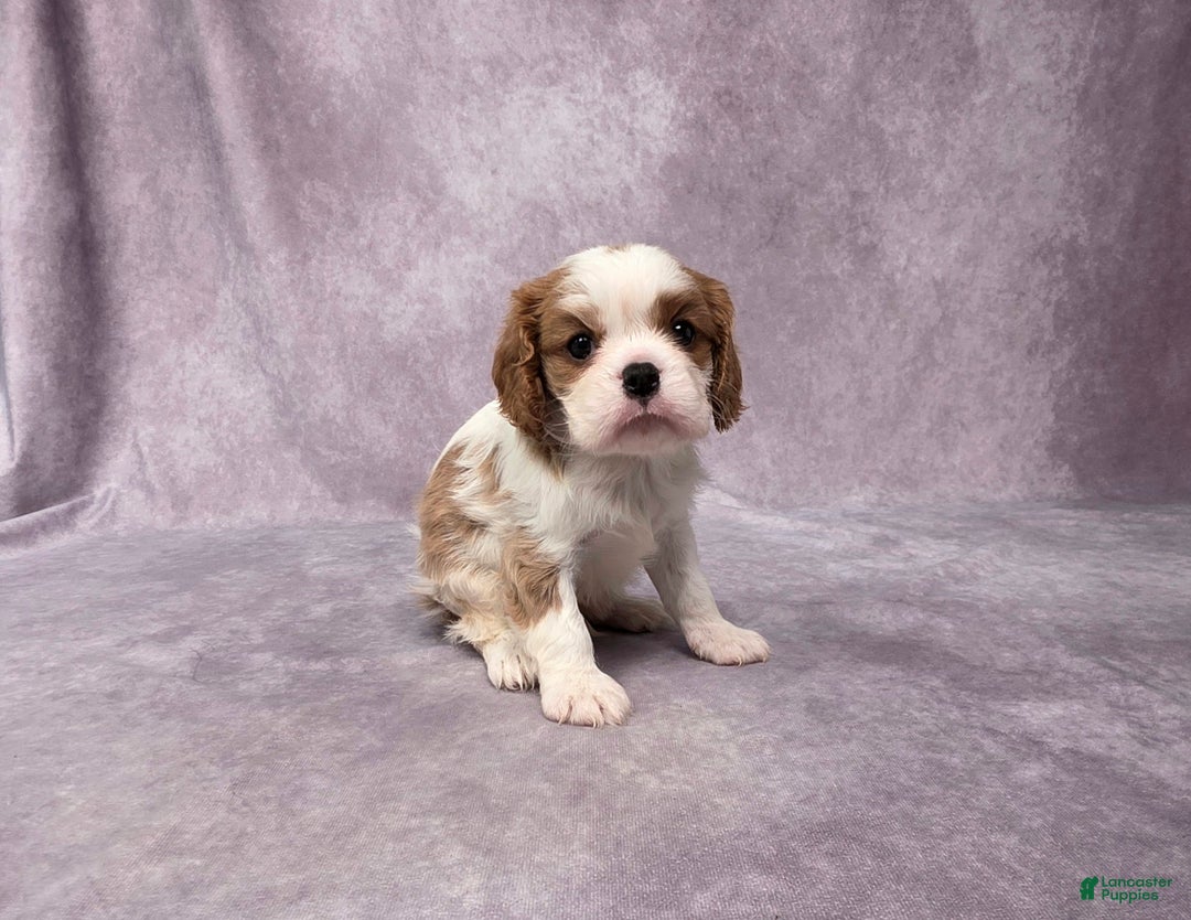 Cavalier King Charles Spaniel dogs for sale: Seth - Ad 9