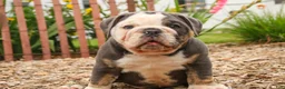 Mixed Breed dogs for sale: Duke Victorian Bulldog - Ad 11