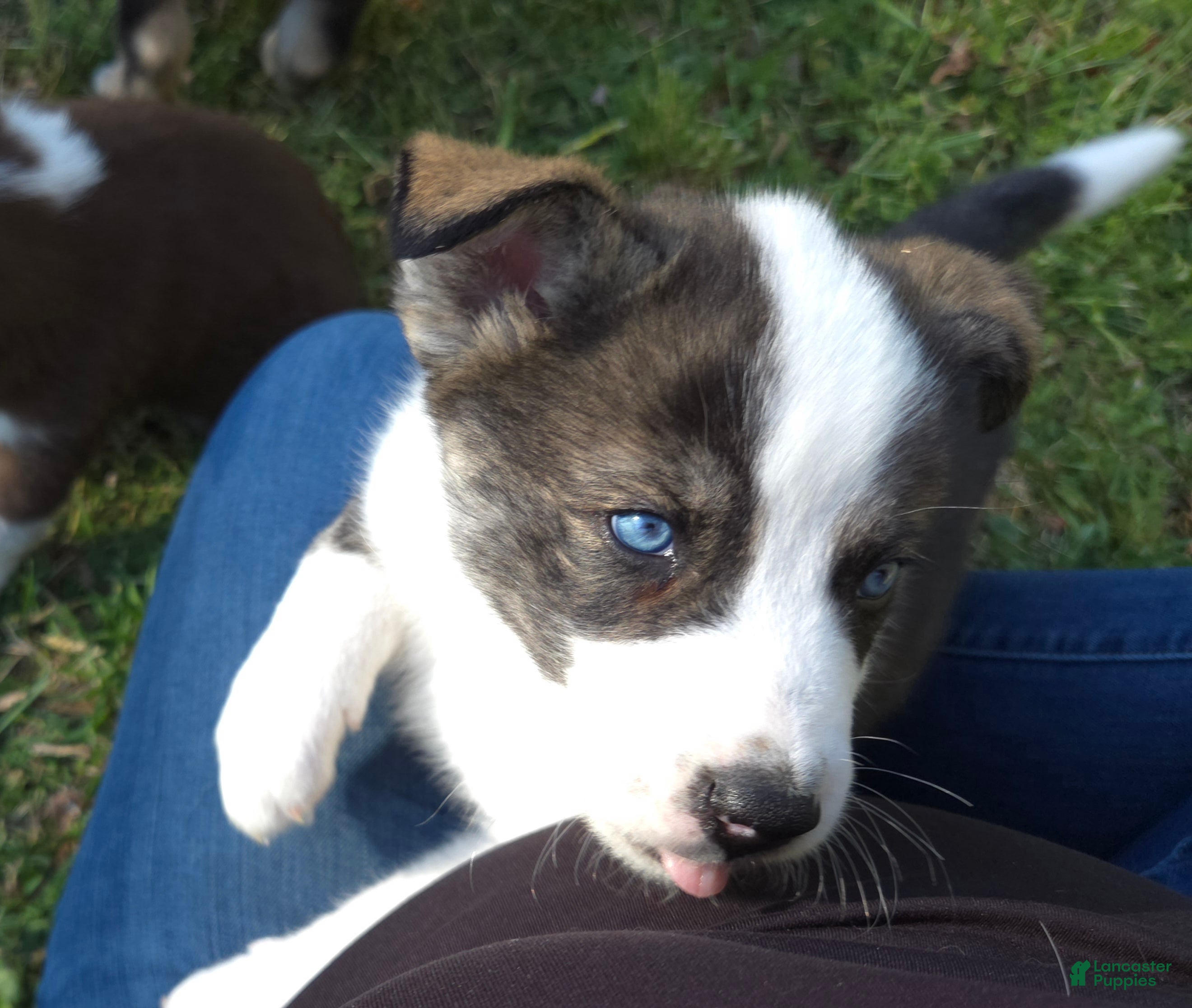 Mixed Breed dogs for sale: Aussie Siberian Puppy 4 - Ad 1