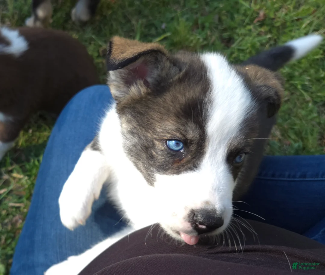 Mixed Breed dogs for sale: Aussie Siberian Puppy 4 - Ad 1