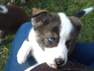 Mixed Breed dogs for sale: Aussie Siberian Puppy 4 - Ad 1