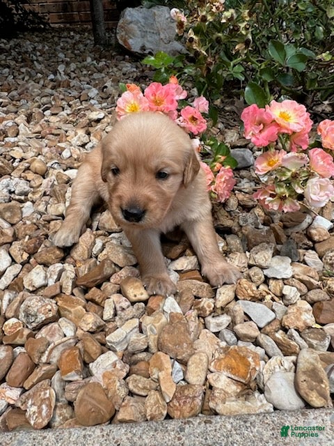 Golden Retriever dogs Emma - Ad 1