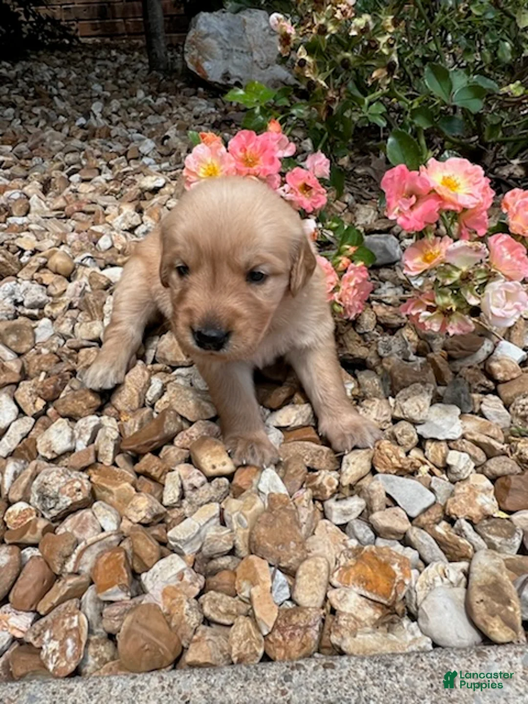 Golden Retriever dogs for sale: Emma - Ad 1