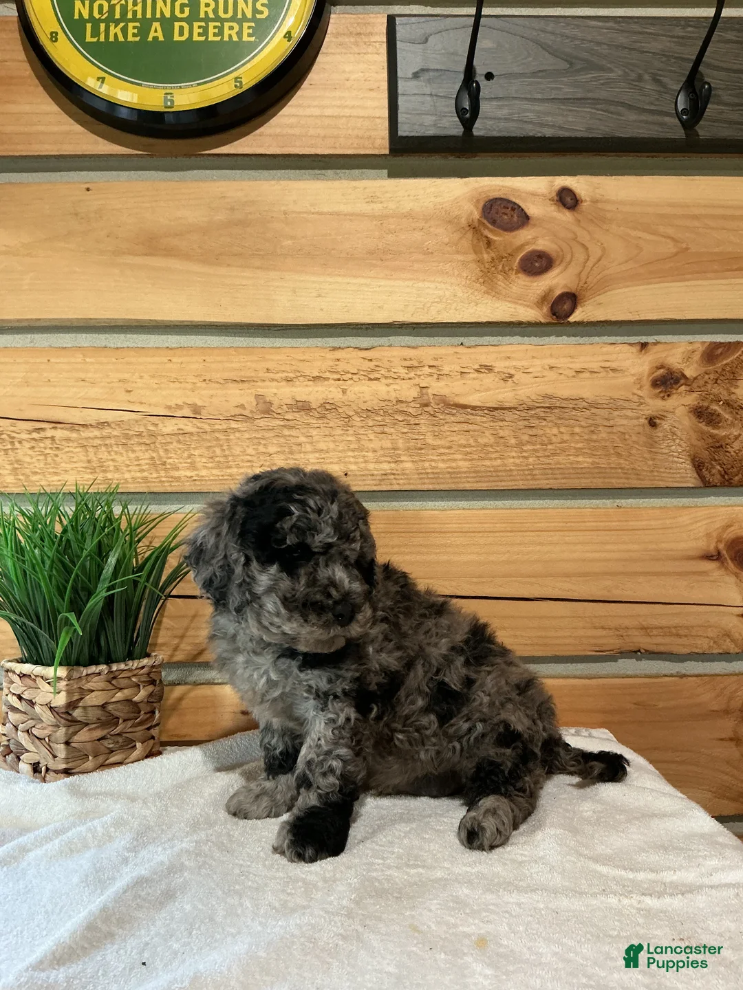 Mini Goldendoodle dogs for sale: Moe  - Ad 2