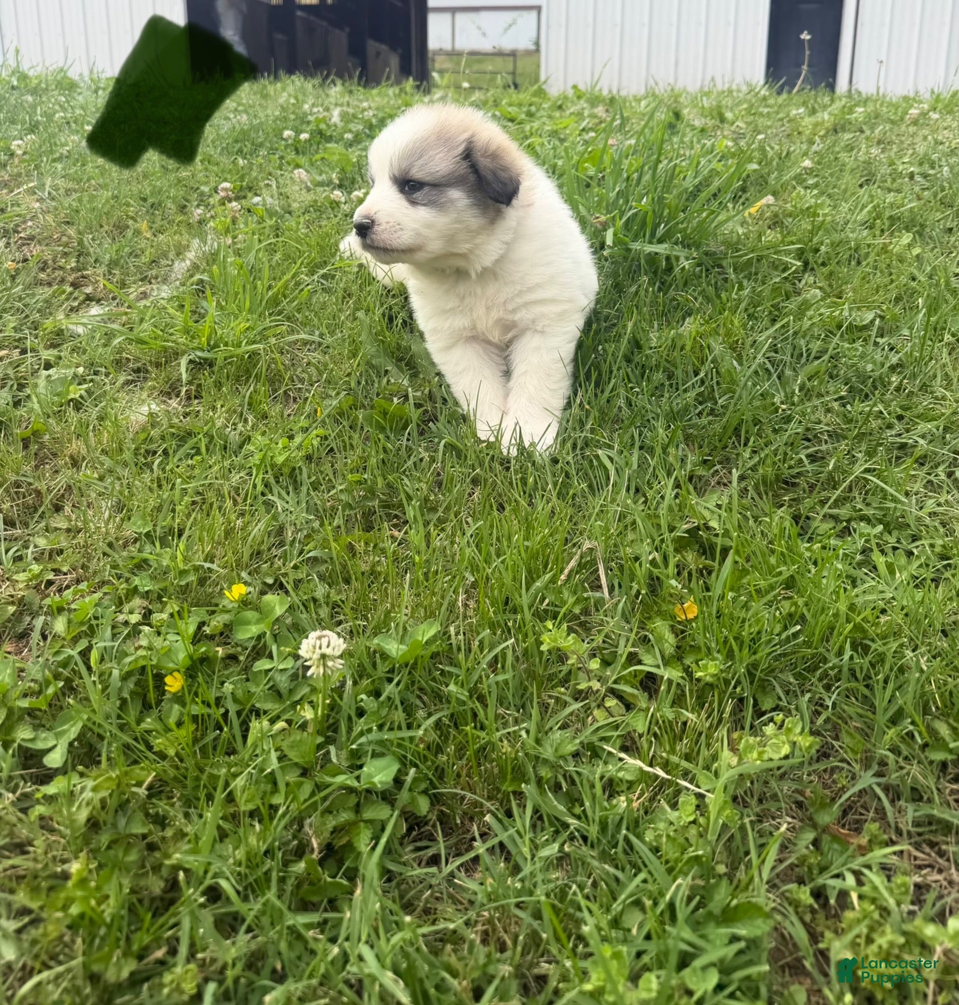 Great Pyrenees dogs Green  - Ad 32