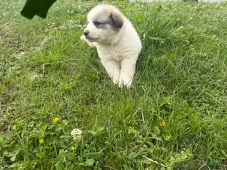 Great Pyrenees dogs Green - Ad 16