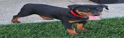 Mixed Breed dogs for sale: Lilly - Ad 4