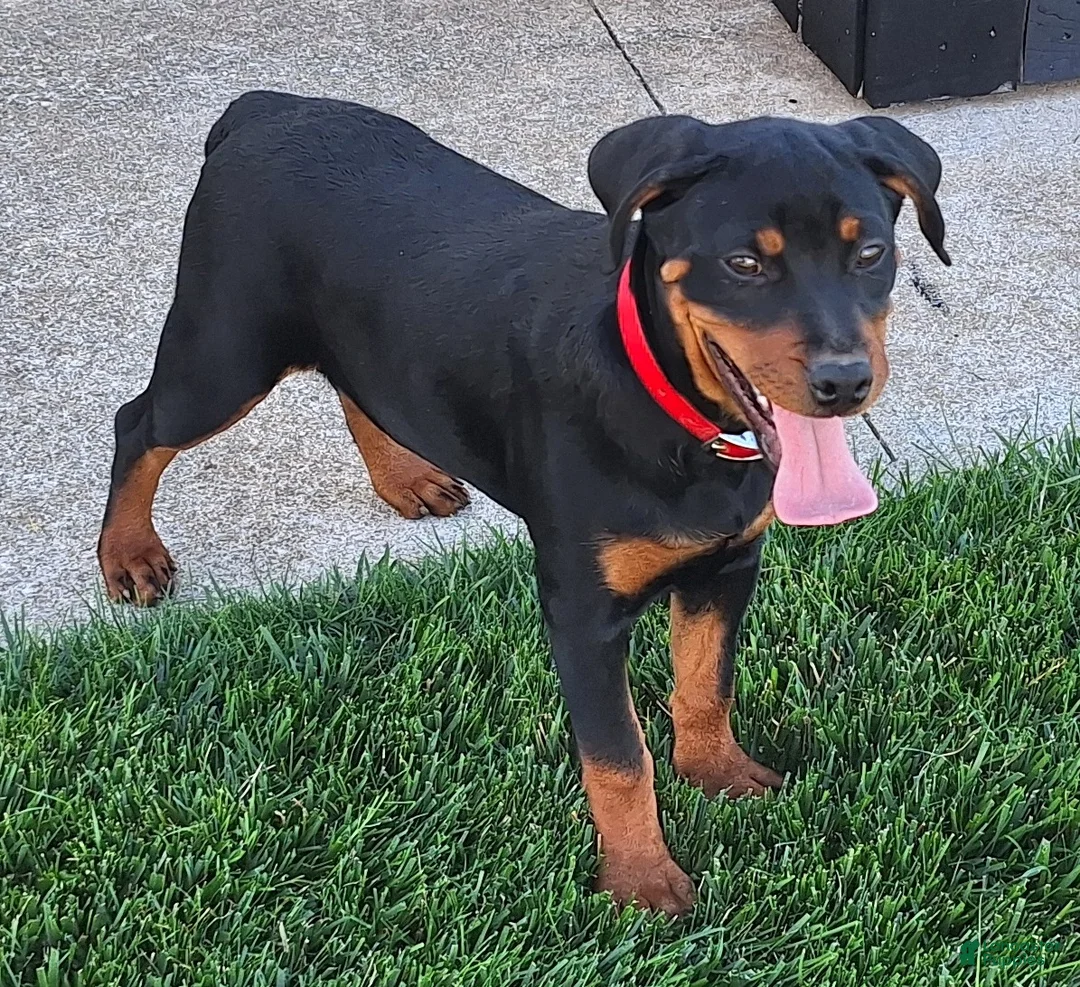 Mixed Breed dogs for sale: Lilly - Ad 4