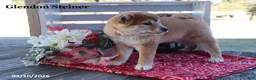 Shiba Inu dogs for sale: Irita - Ad 5