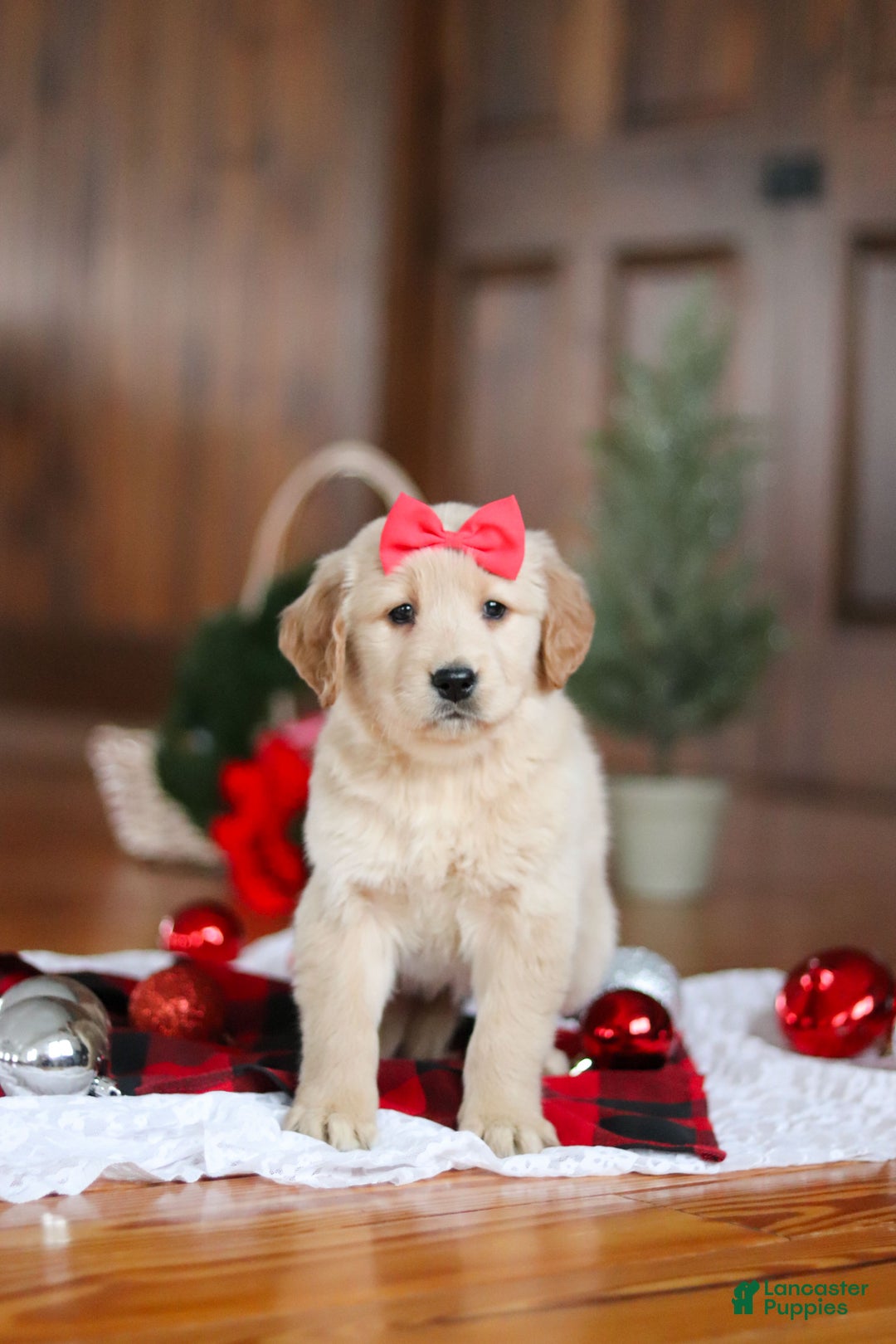 Golden Retriever dogs for sale: Honey - Ad 8