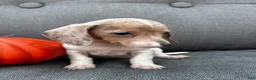 Miniature Dachshund dogs for sale: Olive - Ad 2