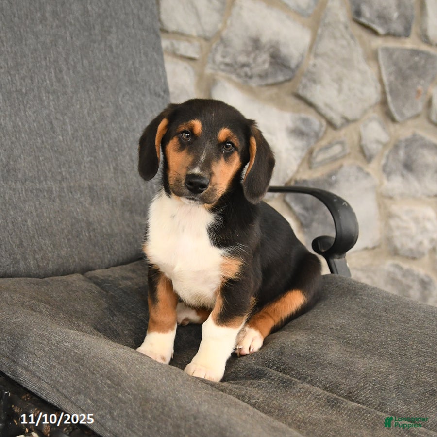 Mixed Breed dogs Baxter - Ad 15