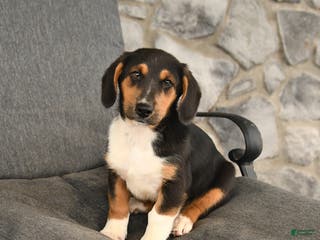 Mixed Breed dogs Baxter - Ad 16