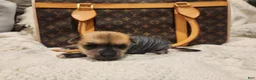 Mixed Breed dogs for sale: Chico  - Ad 7