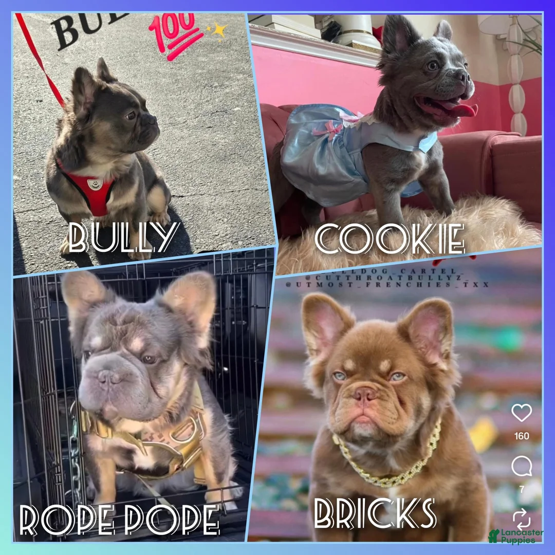 French Bulldog dogs for sale: French Bulldog 1 - Ad 2
