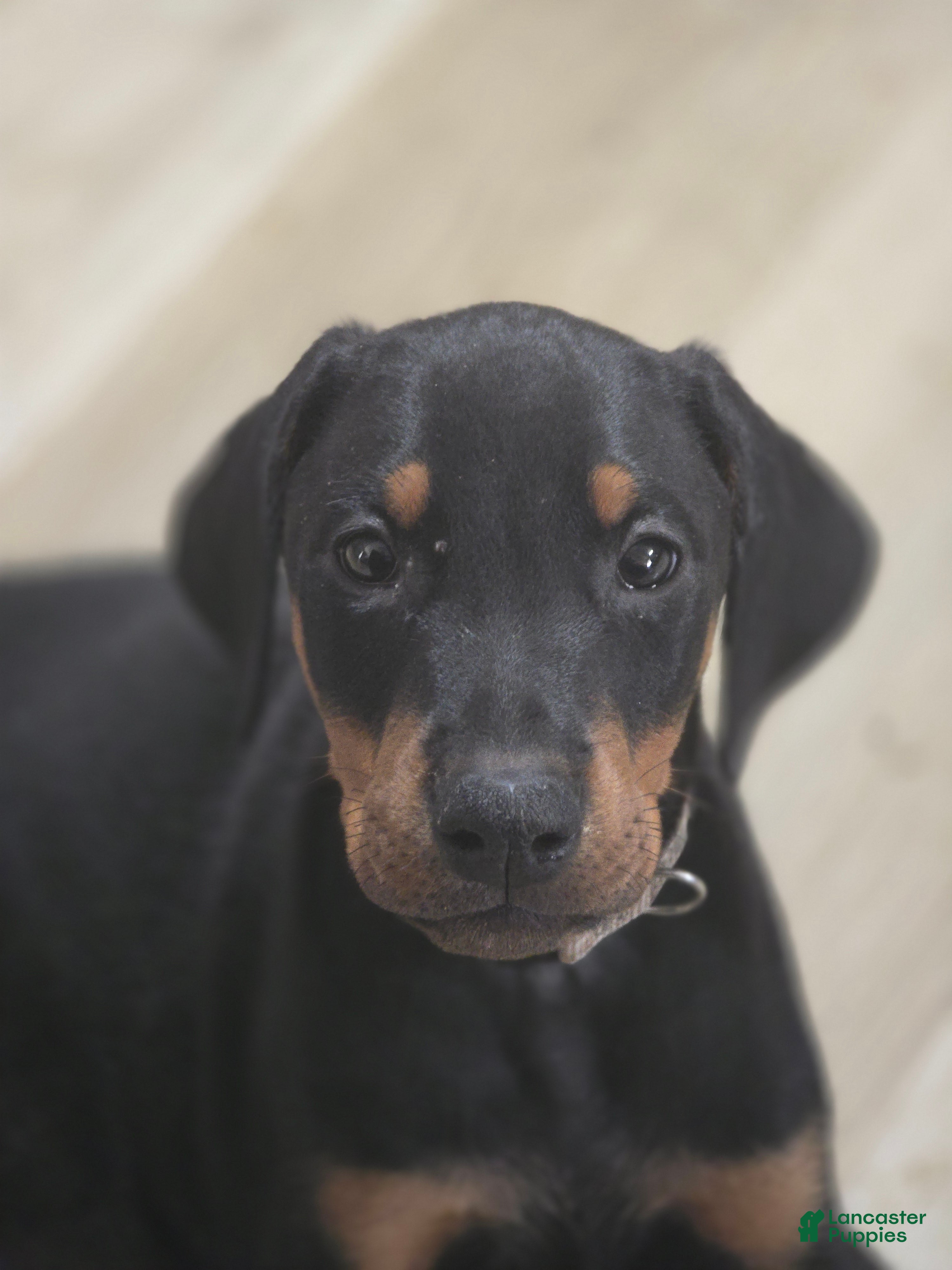 Doberman Pinscher dogs Doberman Pinscher 1 - Ad 26
