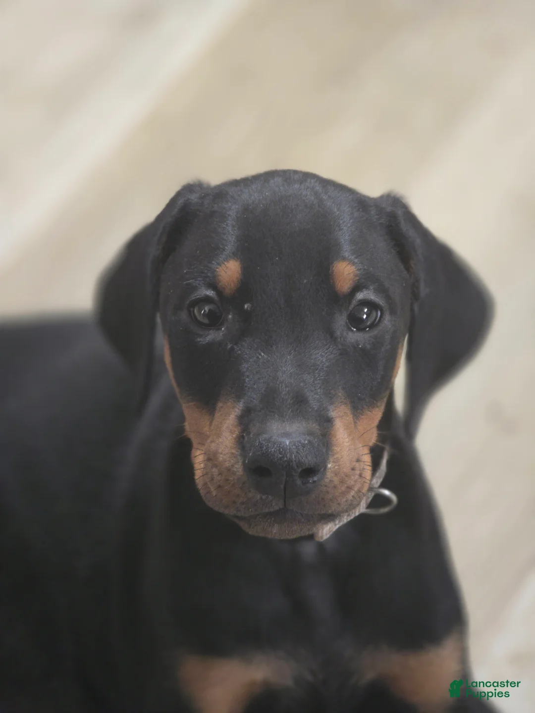 Doberman Pinscher dogs for sale: Doberman Pinscher 1 - Ad 1