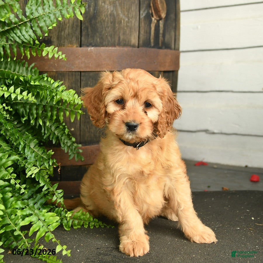 Cavapoo dogs Pepper - Ad 2