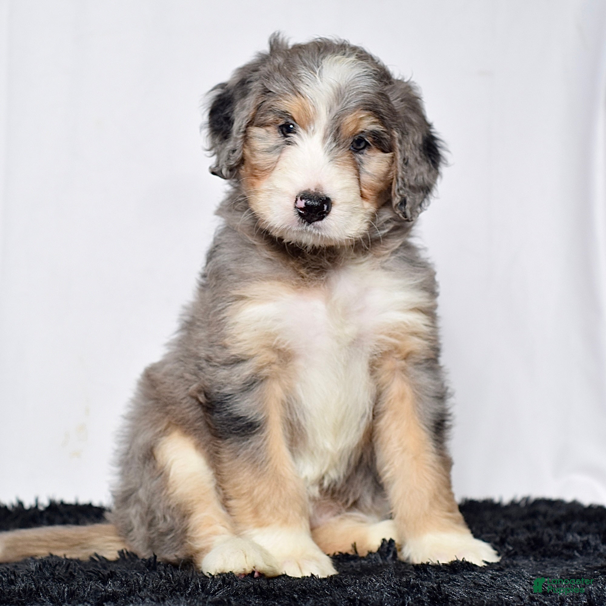 Bernedoodle dogs Ms. Holly - Ad 1
