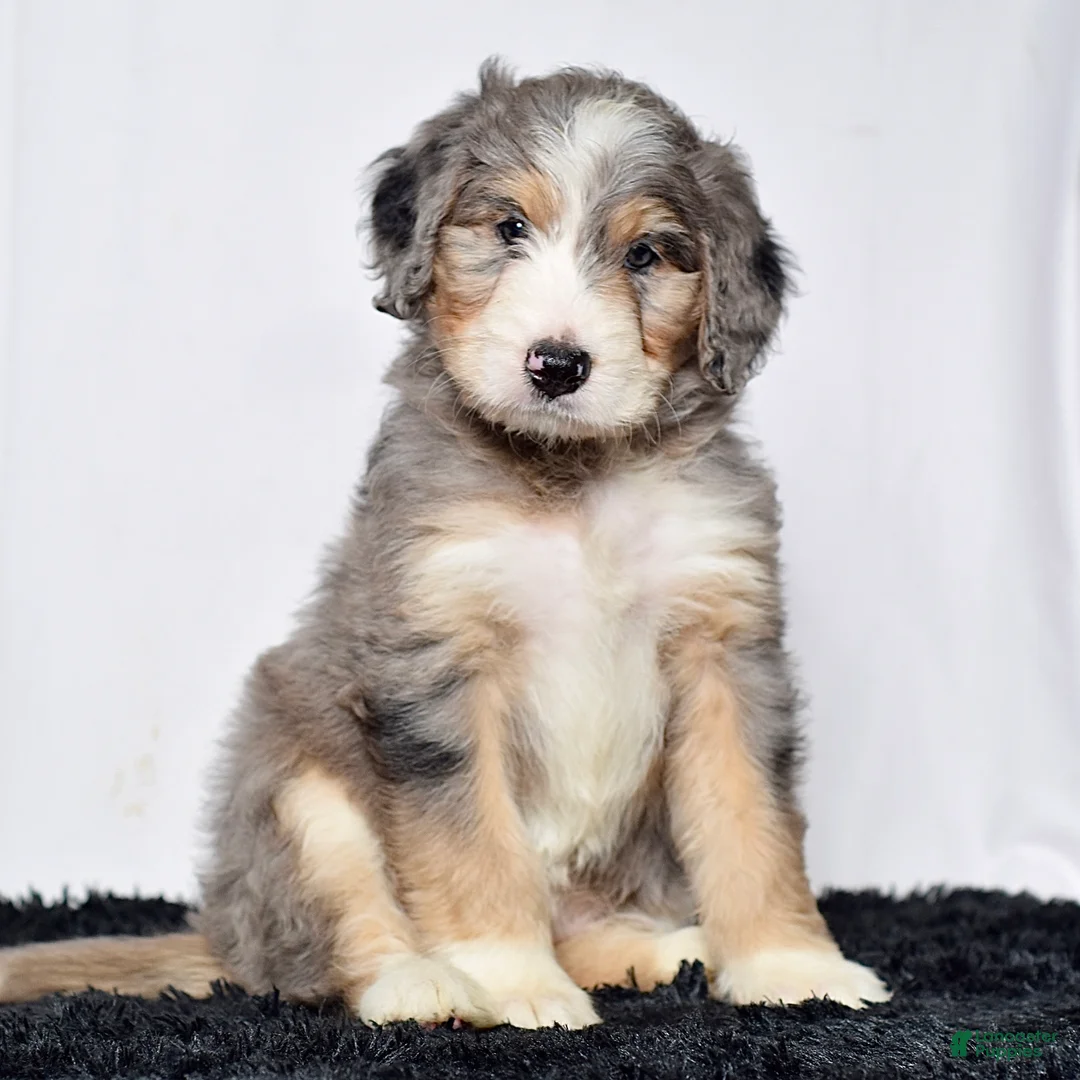 Bernedoodle dogs for sale: Ms. Holly - Ad 1