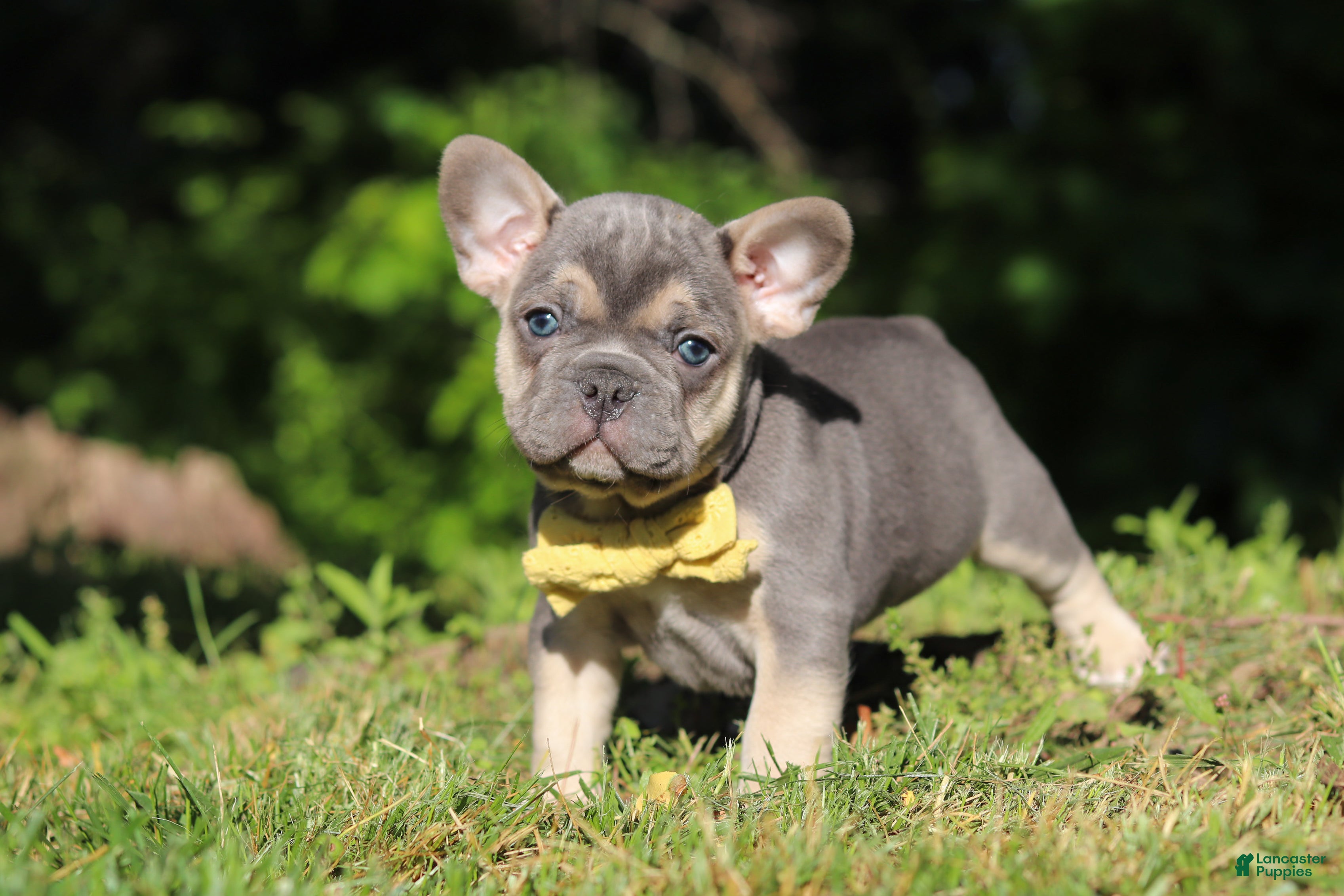 French Bulldog dogs for sale: Pete - Ad 7
