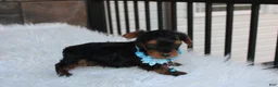 Yorkiepoo dogs for sale: Enzo - Ad 7