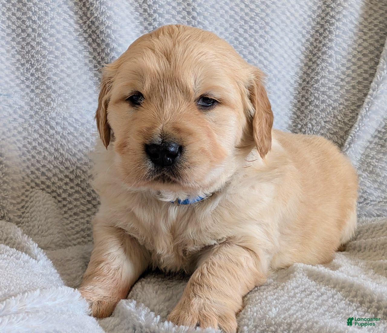 Golden Retriever dogs Courage - Ad 2