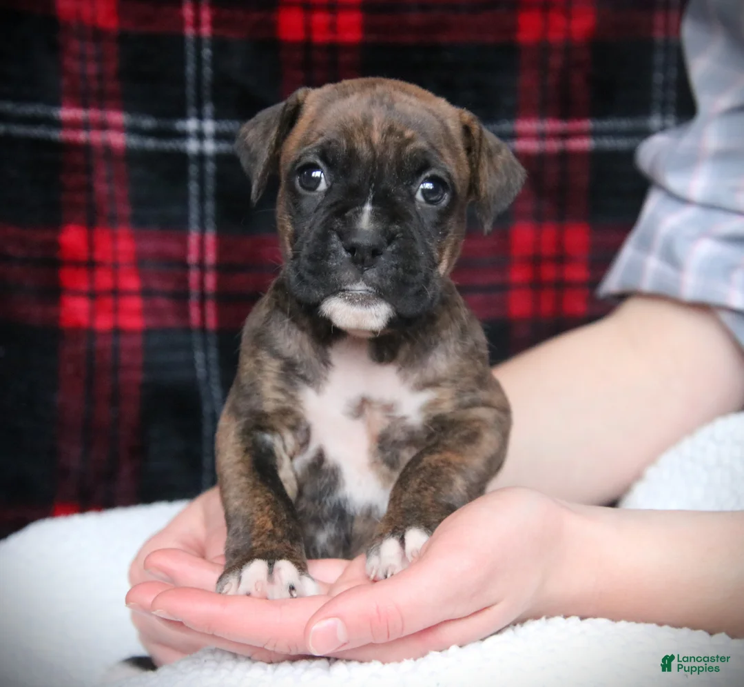 Boxer dogs for sale: Mia - Ad 1