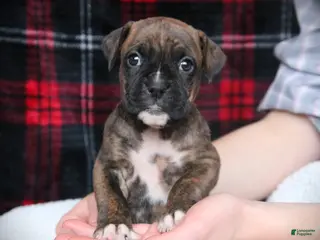 Boxer dogs Mia - Ad 4