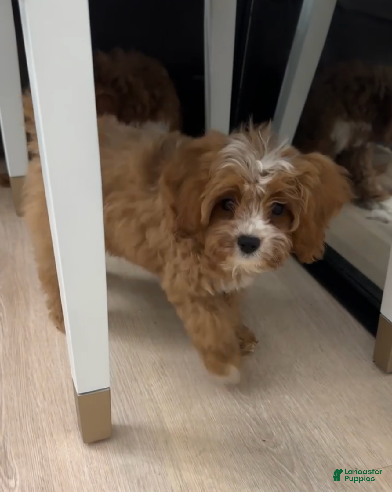 Cavapoo dogs LUNA - Ad 2