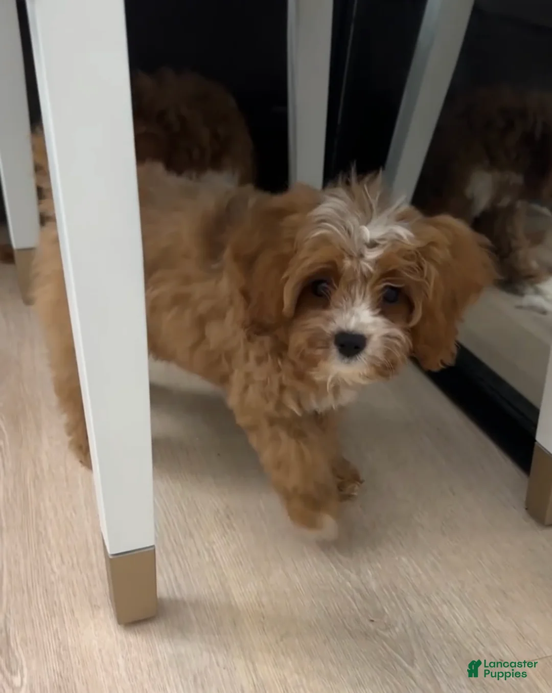 Cavapoo dogs for sale: LUNA - Ad 2