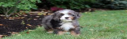 Mini Bernedoodle dogs for sale: Whyatt - Ad 11