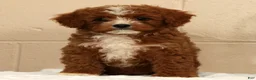 Cavapoo dogs for sale: Autumn - Ad 2