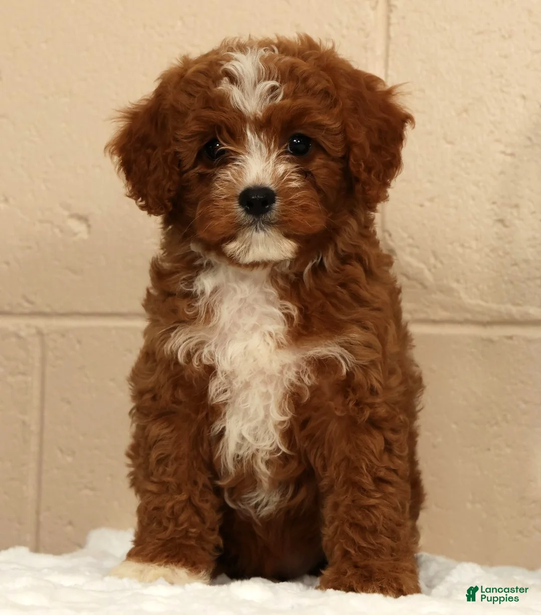 Cavapoo dogs for sale: Autumn - Ad 2