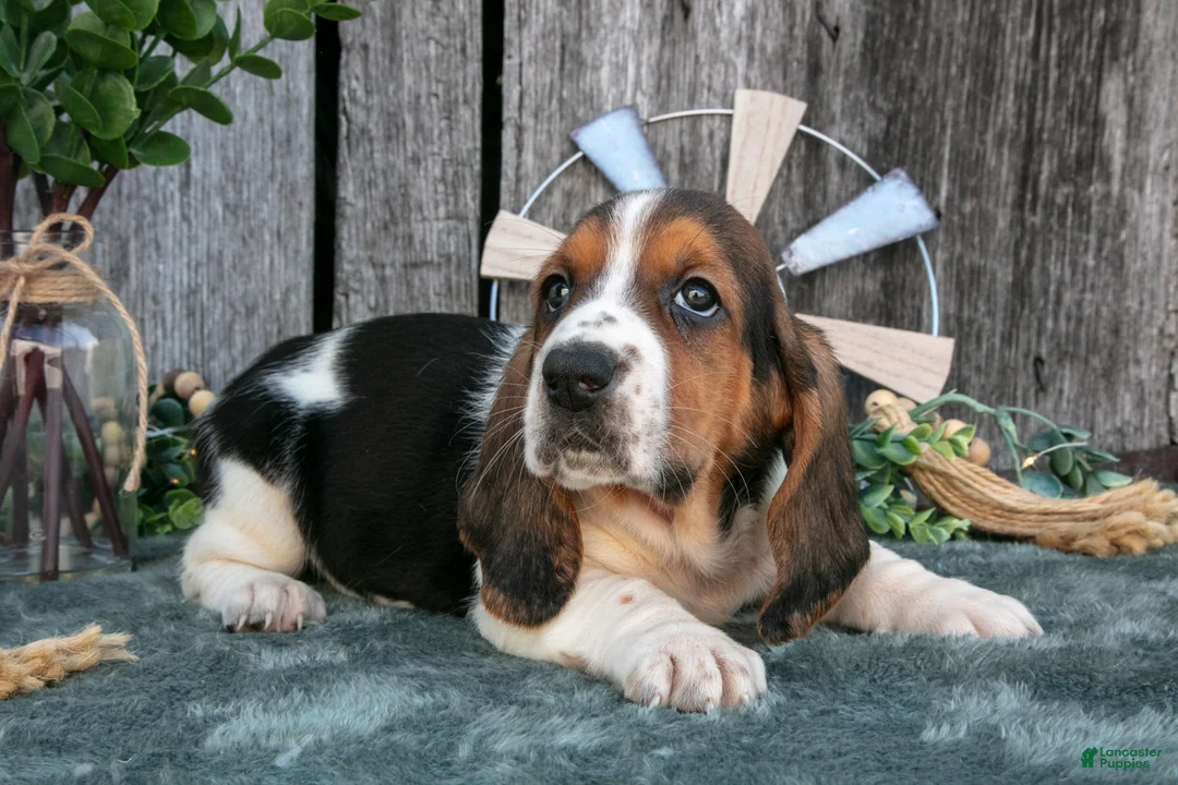 Basset Hound dogs for sale: Daisy - Ad 3