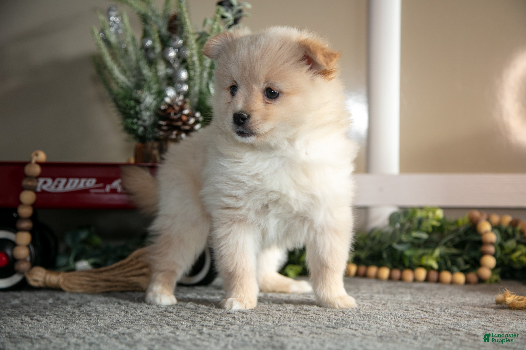 Pomeranian dogs Sabrina - Ad 5