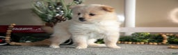 Pomeranian dogs for sale: Sabrina - Ad 1