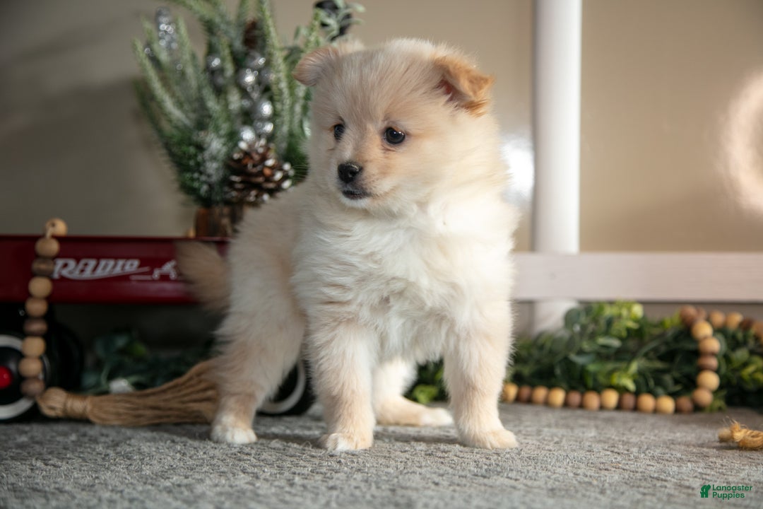 Pomeranian dogs for sale: Sabrina - Ad 1
