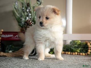 Pomeranian dogs Sabrina - Ad 5