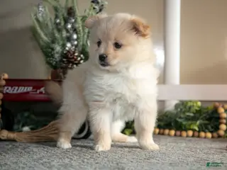 Pomeranian dogs Sabrina - Ad 29