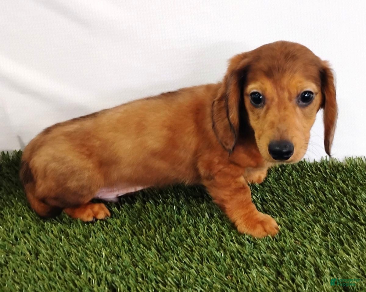 Miniature Dachshund dogs Peanut - Ad 39