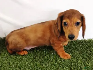 Miniature Dachshund dogs Peanut - Ad 39