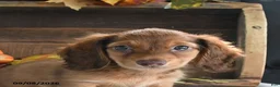 Miniature Dachshund dogs for sale: Trey - Ad 4