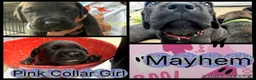 Cane Corso dogs for sale: Mayhem - Ad 1