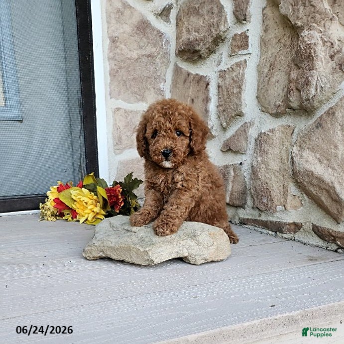Mini Goldendoodle dogs Richy - Ad 2