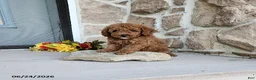 Mini Goldendoodle dogs for sale: Richy - Ad 2