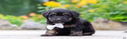 Mini Aussiedoodle dogs for sale: Austin - Ad 3