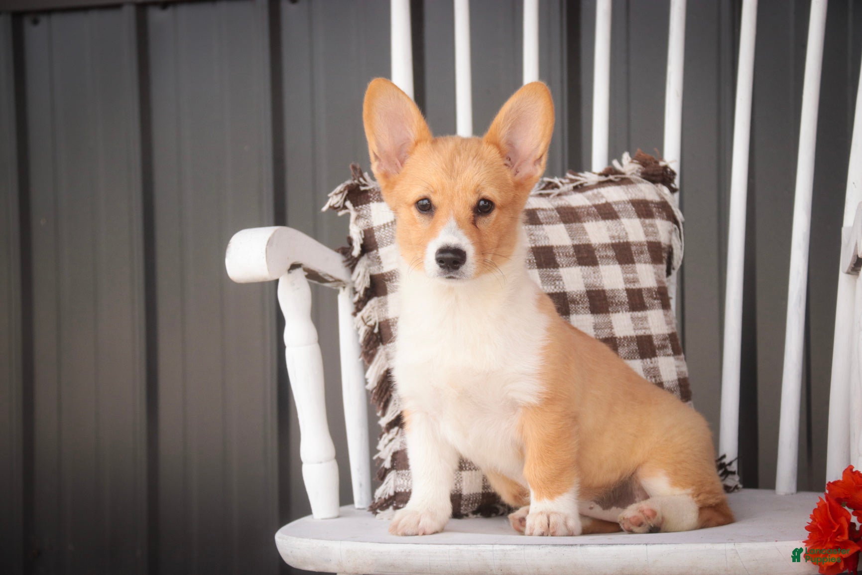 Welsh Corgi Pembroke dogs Josie Welsh Corgi Pembroke  - Ad 2