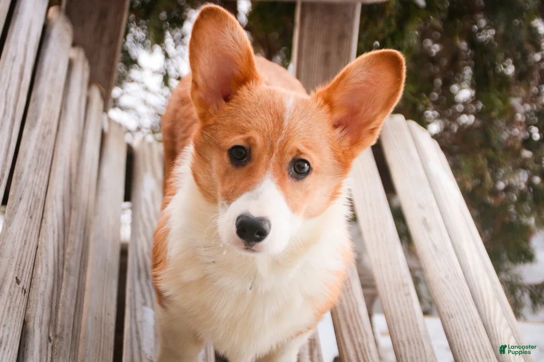 Welsh Corgi Pembroke dogs for sale: Steele - Ad 2