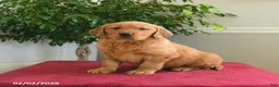 Golden Retriever dogs for sale: Snickers - Ad 1